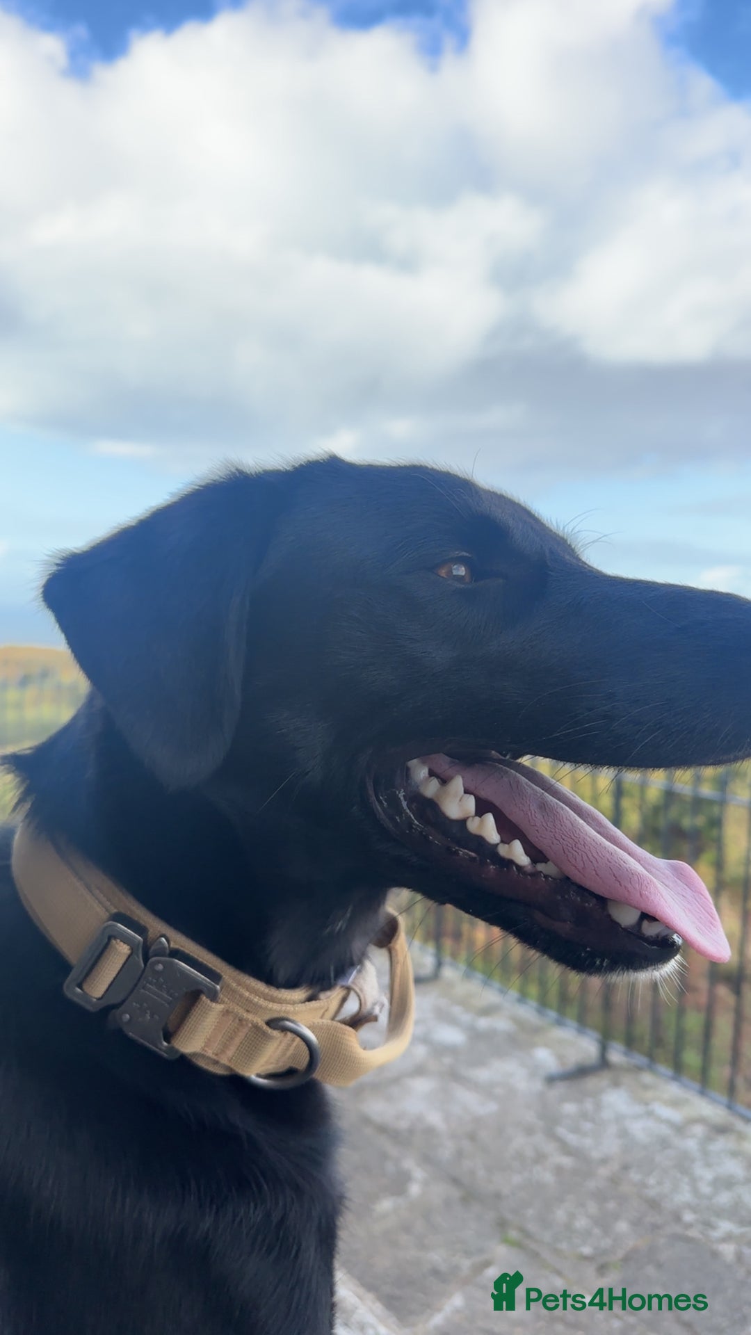 Borador dogs for sale: Bruno  - Image 5