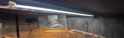Bearded Dragon reptiles for sale: Bearded Dragon plus 4ft varium and full set up - Advert 4