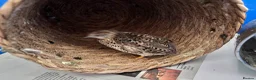 Quail poultry for sale: 2 female button quail - Advert 3