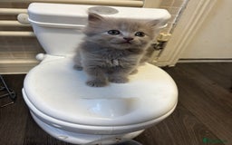 Persian cats for sale: 3x beautiful kittens for sale  - Advert 4