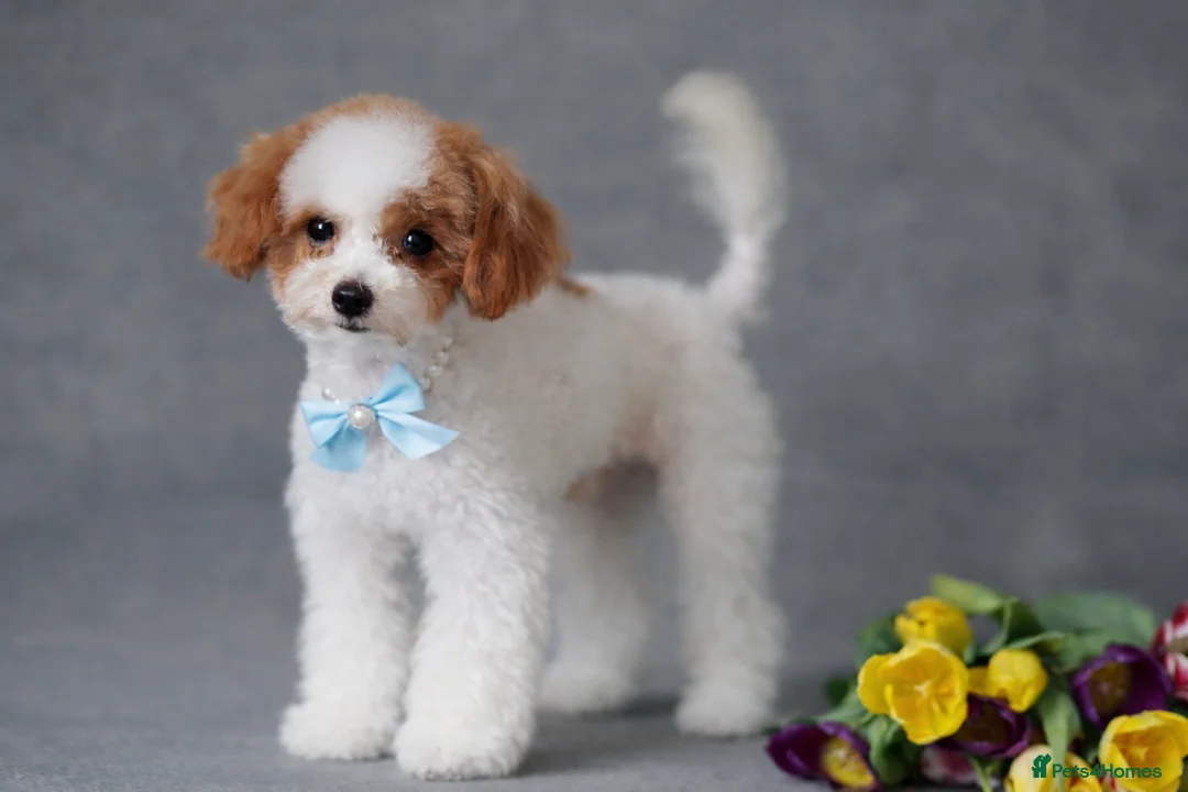 Toy Poodle dogs for stud: ASIAN TOY POODLE- TEDDYCUP  - Advert 4