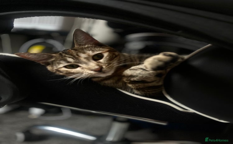 Domestic Shorthair cats - Advert 5