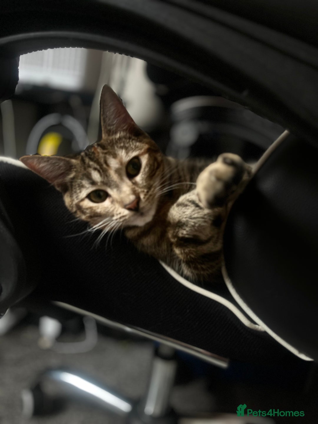 Domestic Shorthair cats for sale: British Domesticated Short Hair Tabby Cat - Image 1