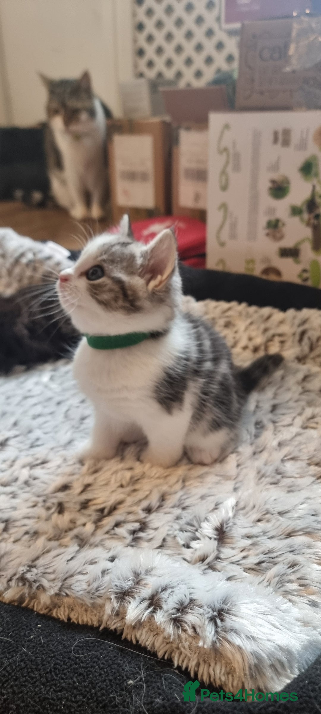 Persian cats for sale: Two loveable Persian kittens  - Image 10