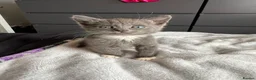 Russian Blue cats for sale: Russian blue x tabby cute kittens  - Advert 4