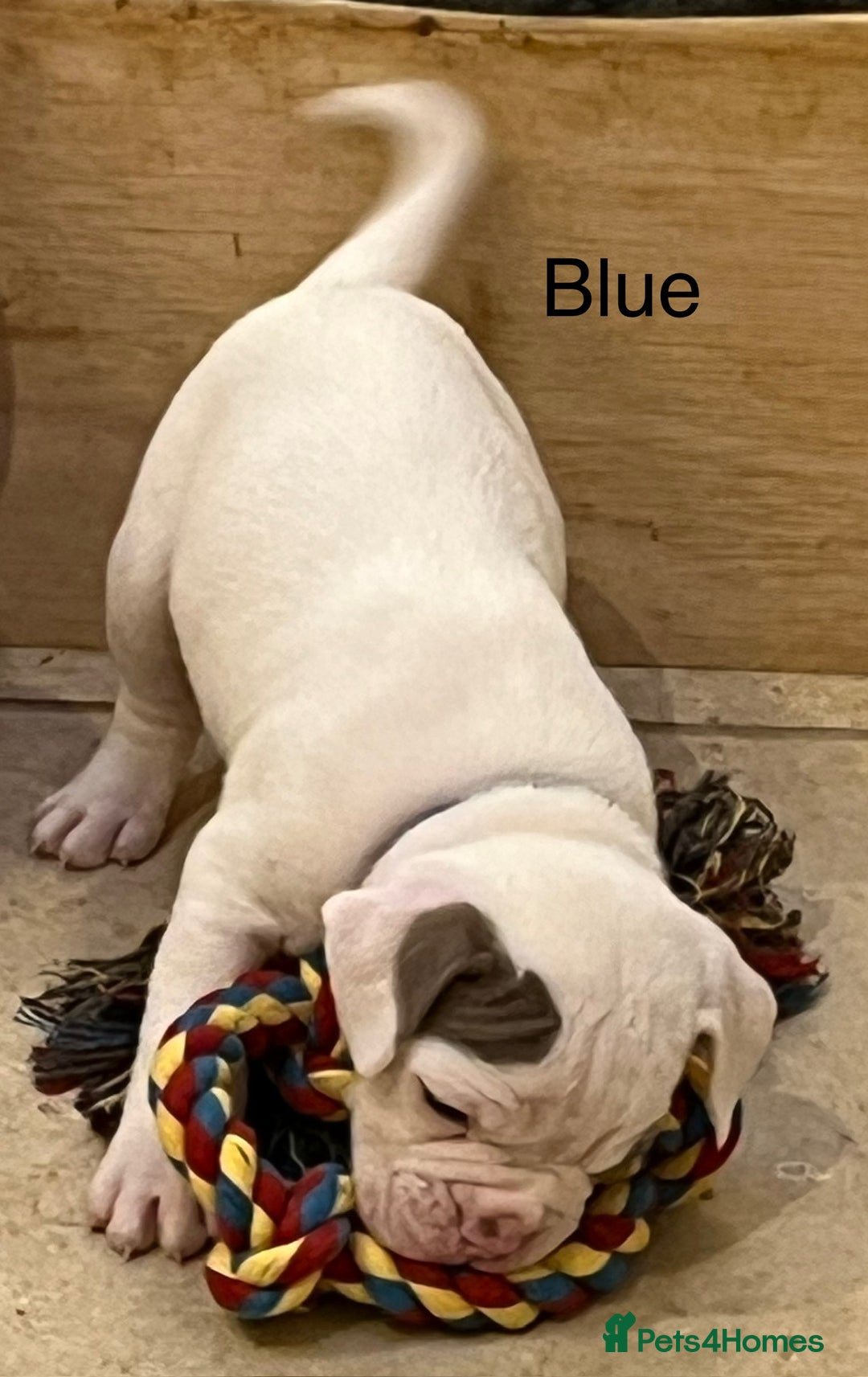 Olde English Bulldogge dogs for sale: 9 Olde English Bulldogge NEBBR registered puppies - Advert 13