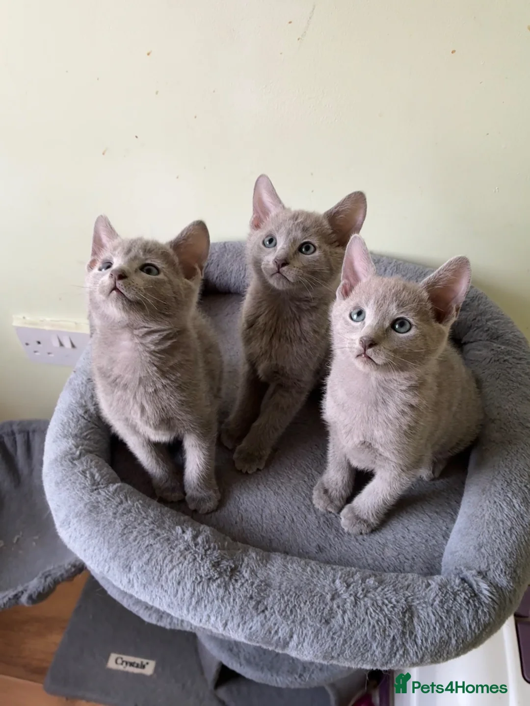 Russian Blue cats for sale: TICA 5* pedigree Russian blue kittens  - Advert 2