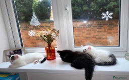 Mixed Breed cats for sale: 2 kittens  - Image 4