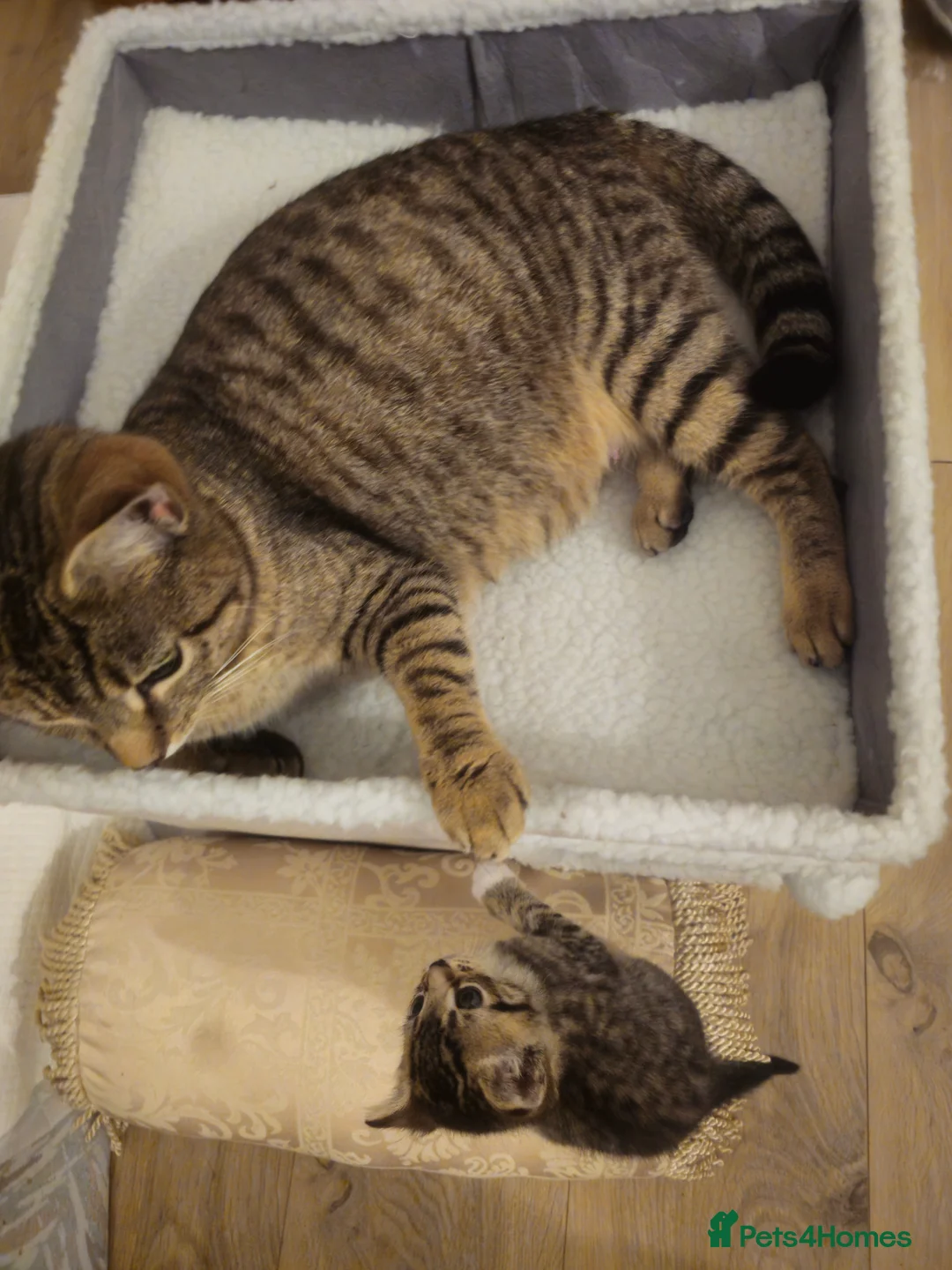 Mixed Breed cats for sale: 3 male kittens grey tabbies and tuxedo  in London - Advert 8