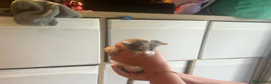 Female calico 2