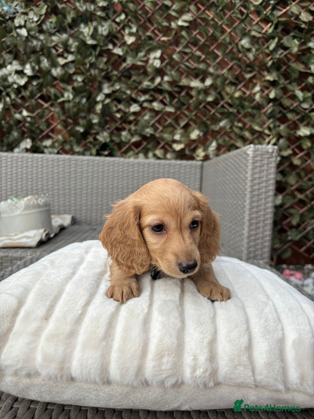 Miniature Dachshund dogs for sale: Long hair cream mini dachshund puppies 30th july in Liverpool - Image 34