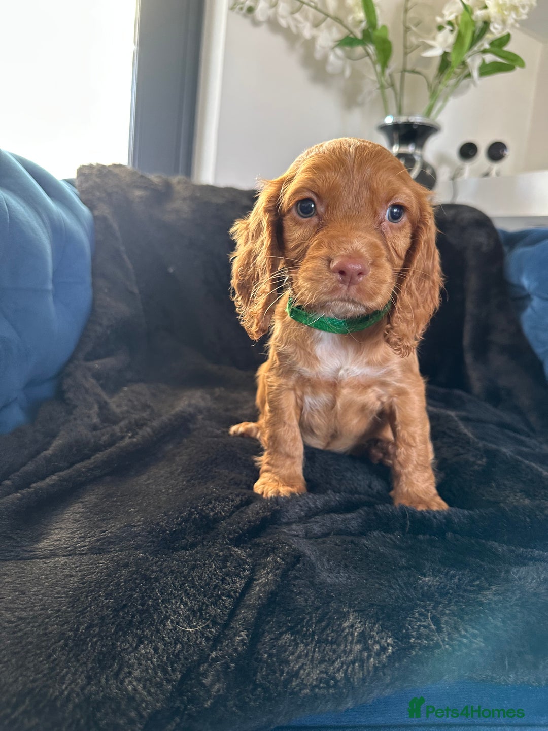 Cocker Spaniel dogs for sale: BEAUTIFUL LITTER OF TRICOLOURED COCKER SPANIELS  - Image 34
