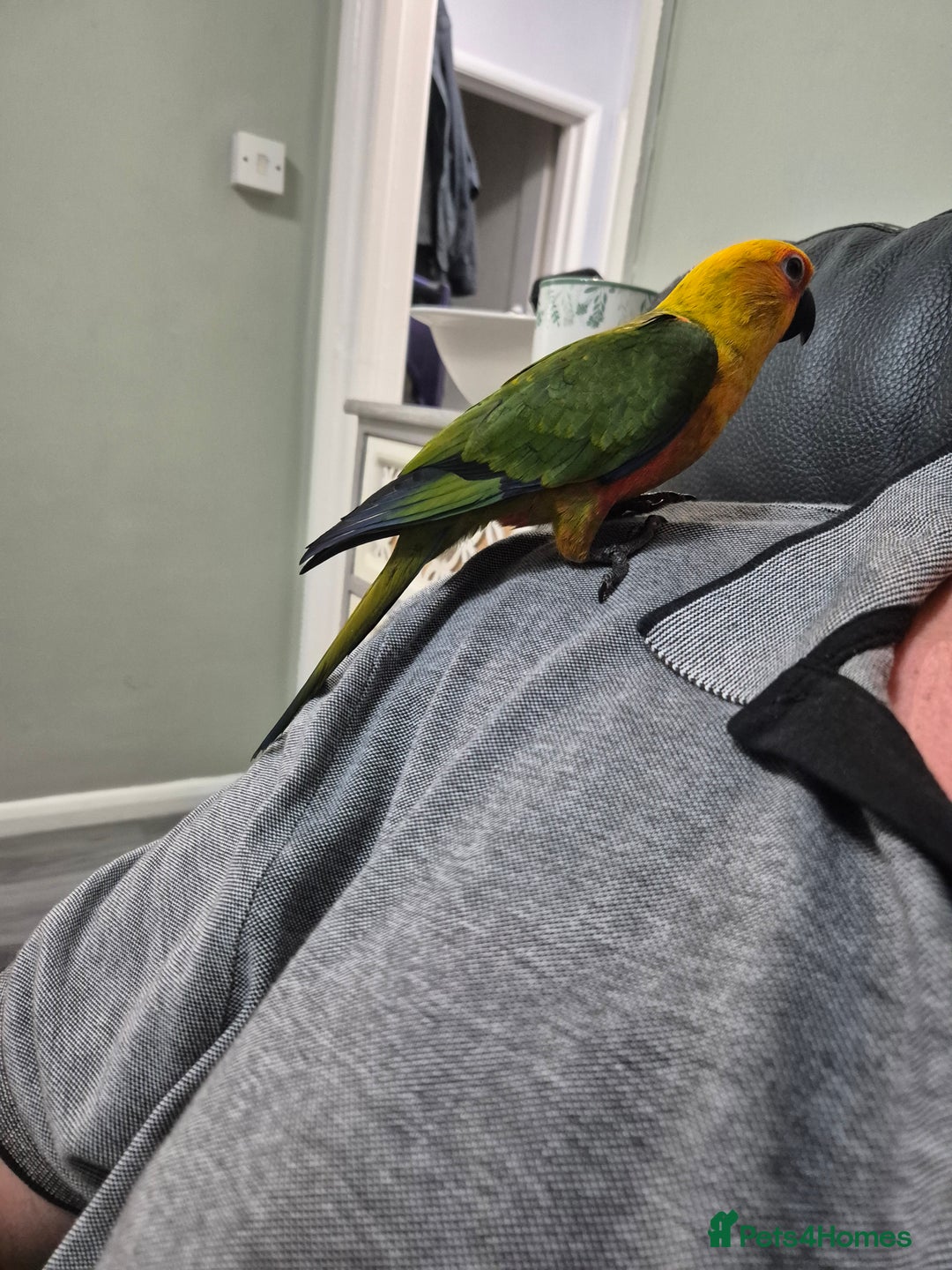 Conures birds for sale: Jenday conure - Advert 6