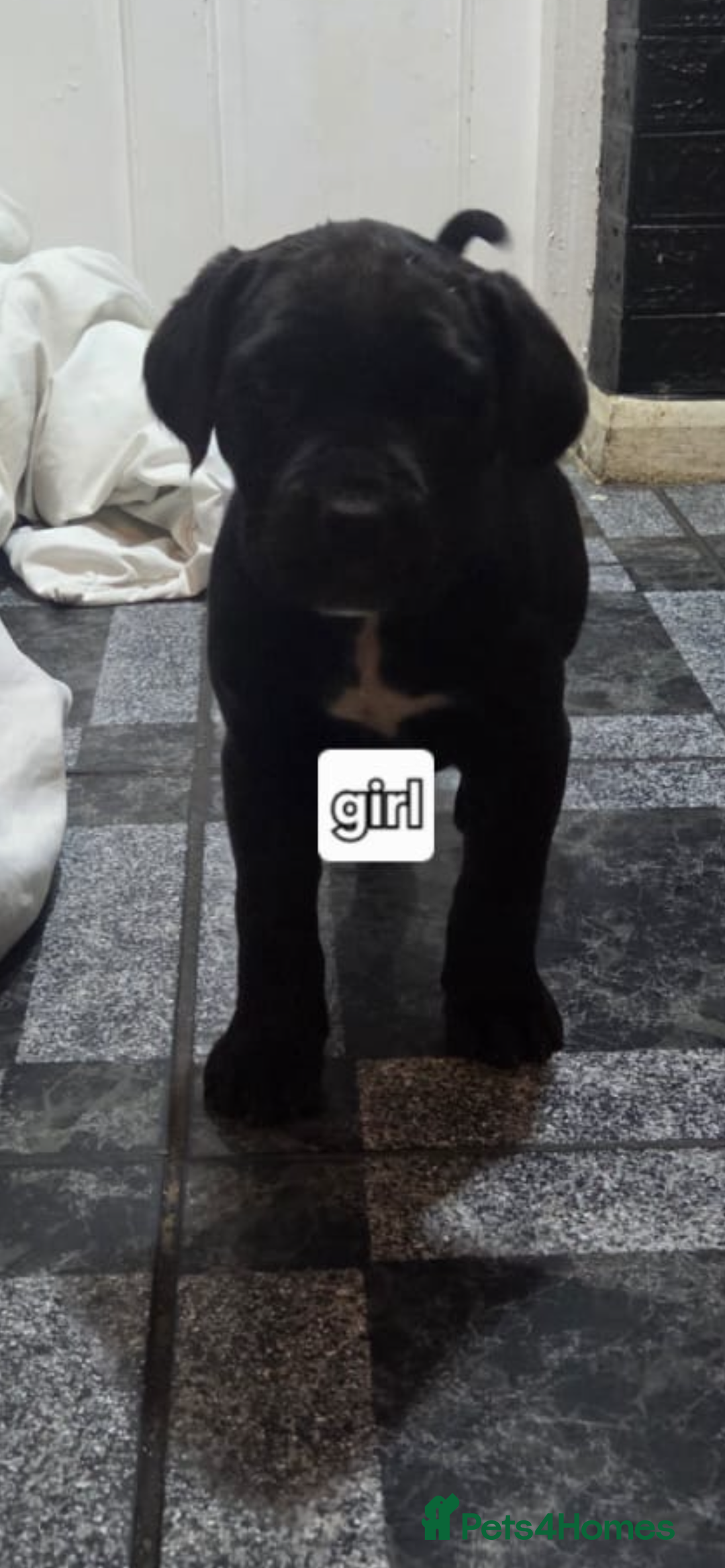 Cane Corso dogs for sale: Full pedigree cane corso - Advert 5