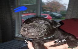 Mixed Breed dogs for sale: 6 beautiful black labrador x pocket bullie pups  - Image 7