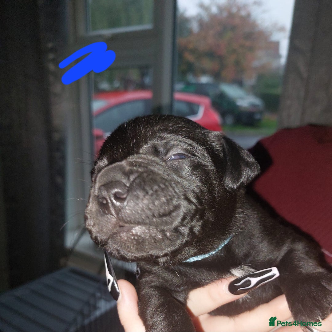 Mixed Breed dogs for sale: 6 beautiful black labrador x pocket bullie pups  - Image 7