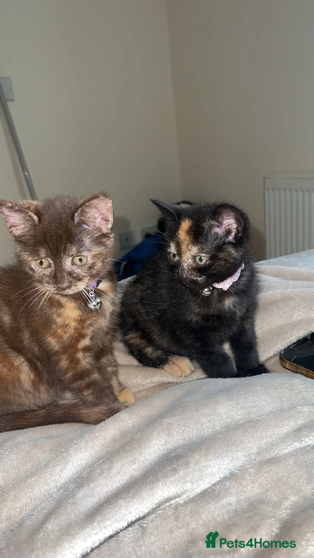 Mixed Breed cats for sale: 2 female Tortoiseshell cats - Advert 8