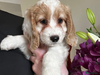 Cockapoo dogs - Advert 3