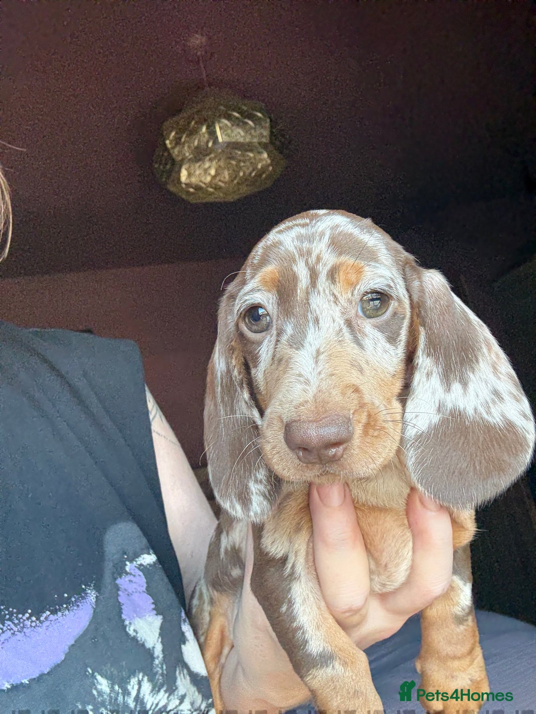 Dachshund dogs for sale: Kc reg first vac chipped licensed bundles of love  - Image 12