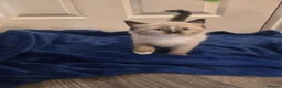 Ragdoll cats for sale: Colour point kittens  - Advert 2