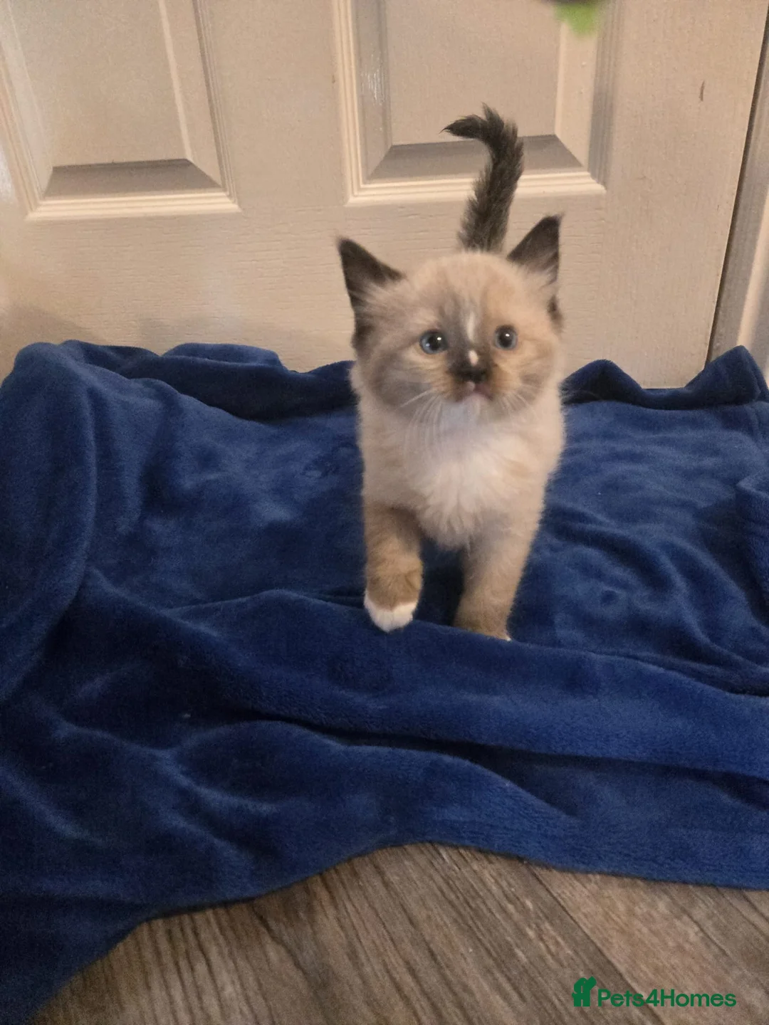 Ragdoll cats for sale: Colour point kittens  - Advert 2