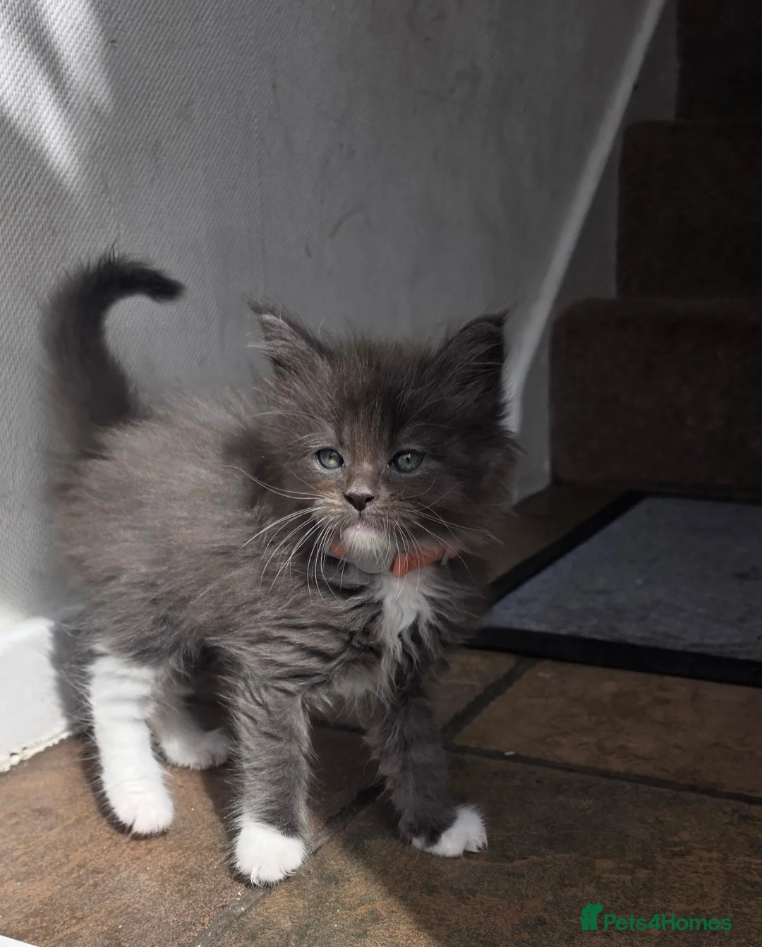 Gallery Image {{count}}