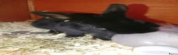Netherland Dwarf rabbits for sale: Baby rabbits  - Advert 10