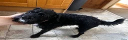 Mixed Breed dogs for sale: 2 female Patterpoos - Advert 12