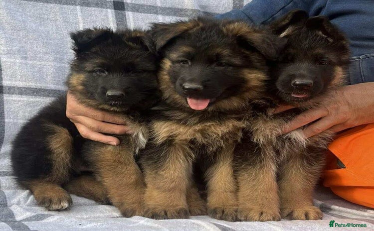 German Shepherd dogs - Advert 3