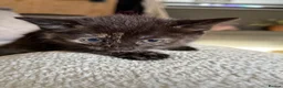 Mixed Breed cats for sale: Mix breed kittens  - Advert 6