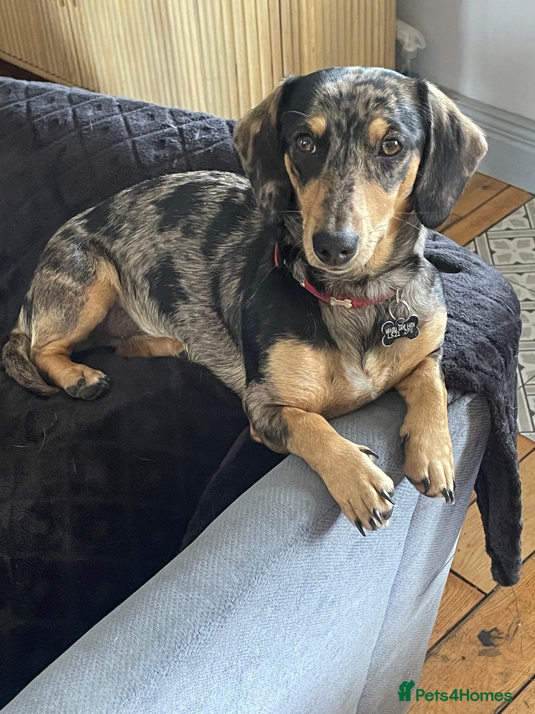 Dachshund dogs for sale: Stunning dachshund adult female  - Advert 2