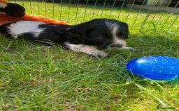English Springer Spaniel dogs for sale: Working springer spaniels  - Image 18