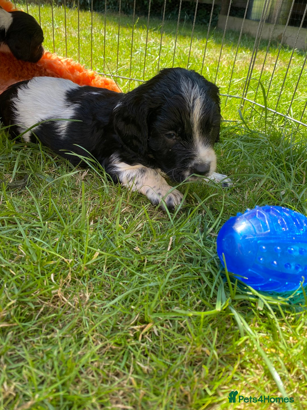 English Springer Spaniel dogs for sale: Working springer spaniels  - Image 18