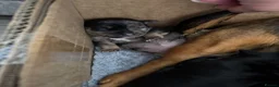 Jack Russell dogs for sale: 2 Merle Jack Russell Girls  - Advert 6