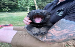 German Shepherd dogs for sale: Vonlisand M-litter - Image 9