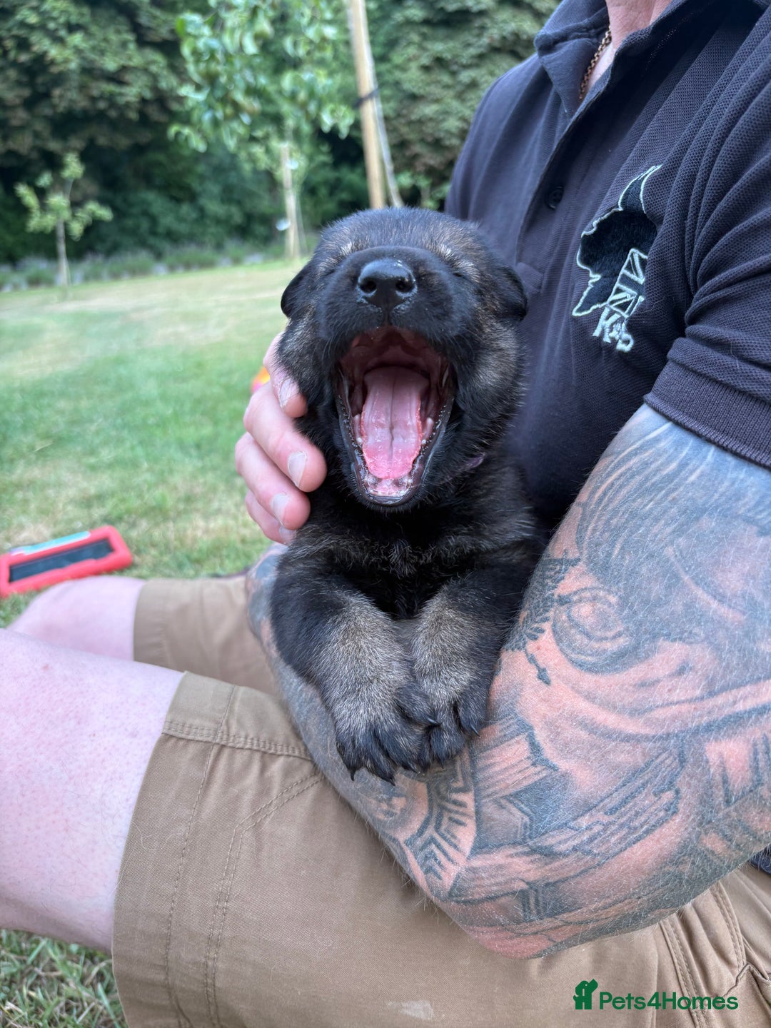German Shepherd dogs for sale: Vonlisand M-litter - Image 9