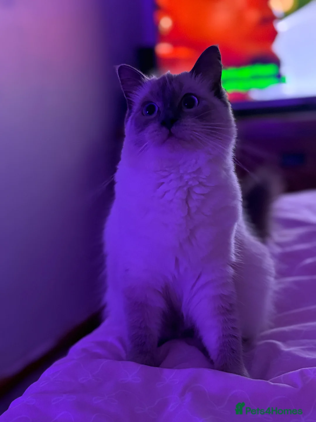 Ragdoll cats for sale: Ragdoll female  in Aberdare - Advert 1