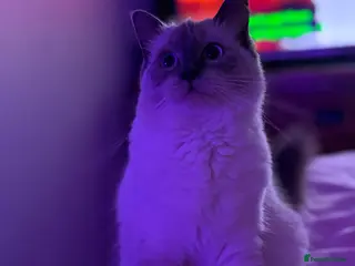 Ragdoll cats Ragdoll female in Aberdare - Advert 1