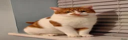 Domestic Shorthair cats for sale: Mother & Son Domestic Shorthair Cats  in Birmingham - Advert 8