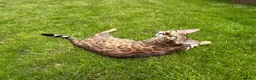 Bengal cats for sale: ✨ Pedigree Rosetted Bengal Kittens - Ready Soon✨ - Advert 25
