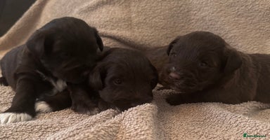 Miniature Schnauzer dogs - Advert 13