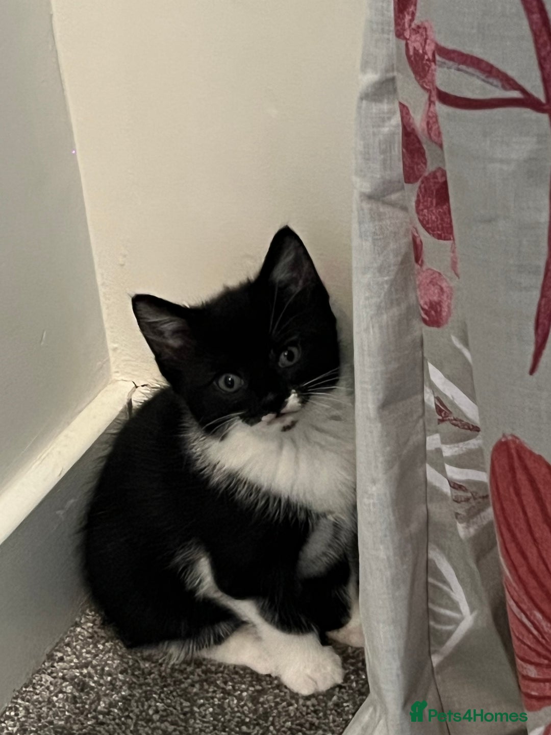 Domestic Shorthair cats for sale: Adorable domestic shorthair kittens  - Advert 3