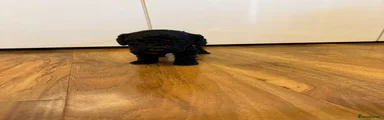 Cockapoo 5