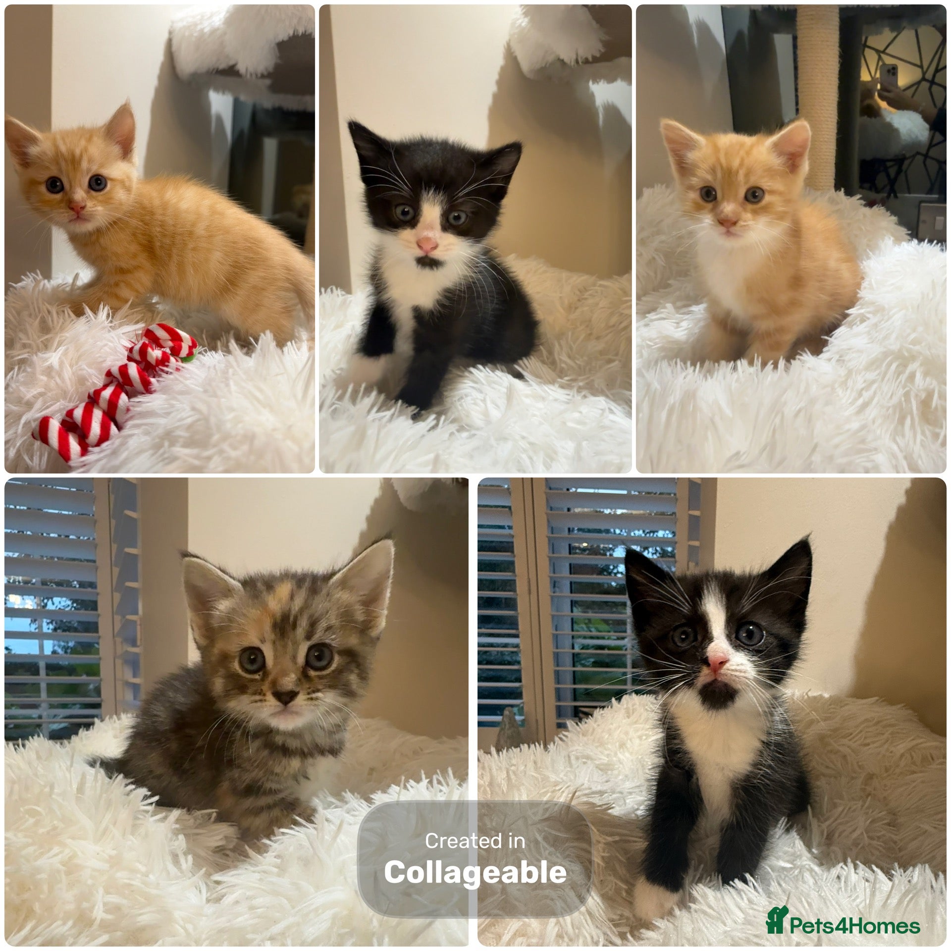 Mixed Breed cats *LAST 2 remaining* Beautiful kittens - Advert 1