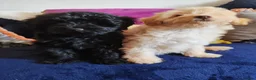 Schnoodle dogs for sale: Stunning Schnoodles - Advert 2