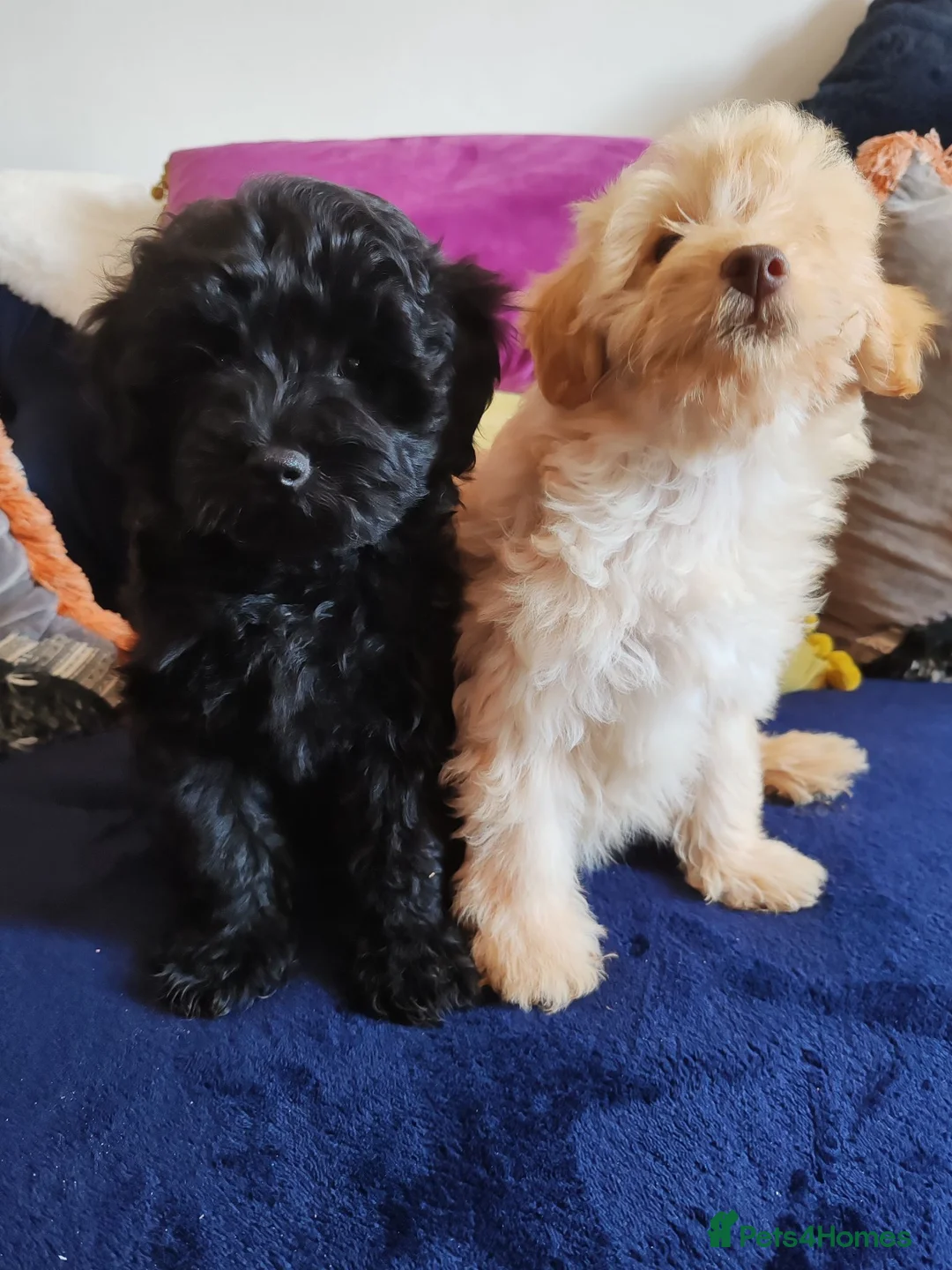 Schnoodle dogs for sale: Stunning Schnoodles - Advert 2