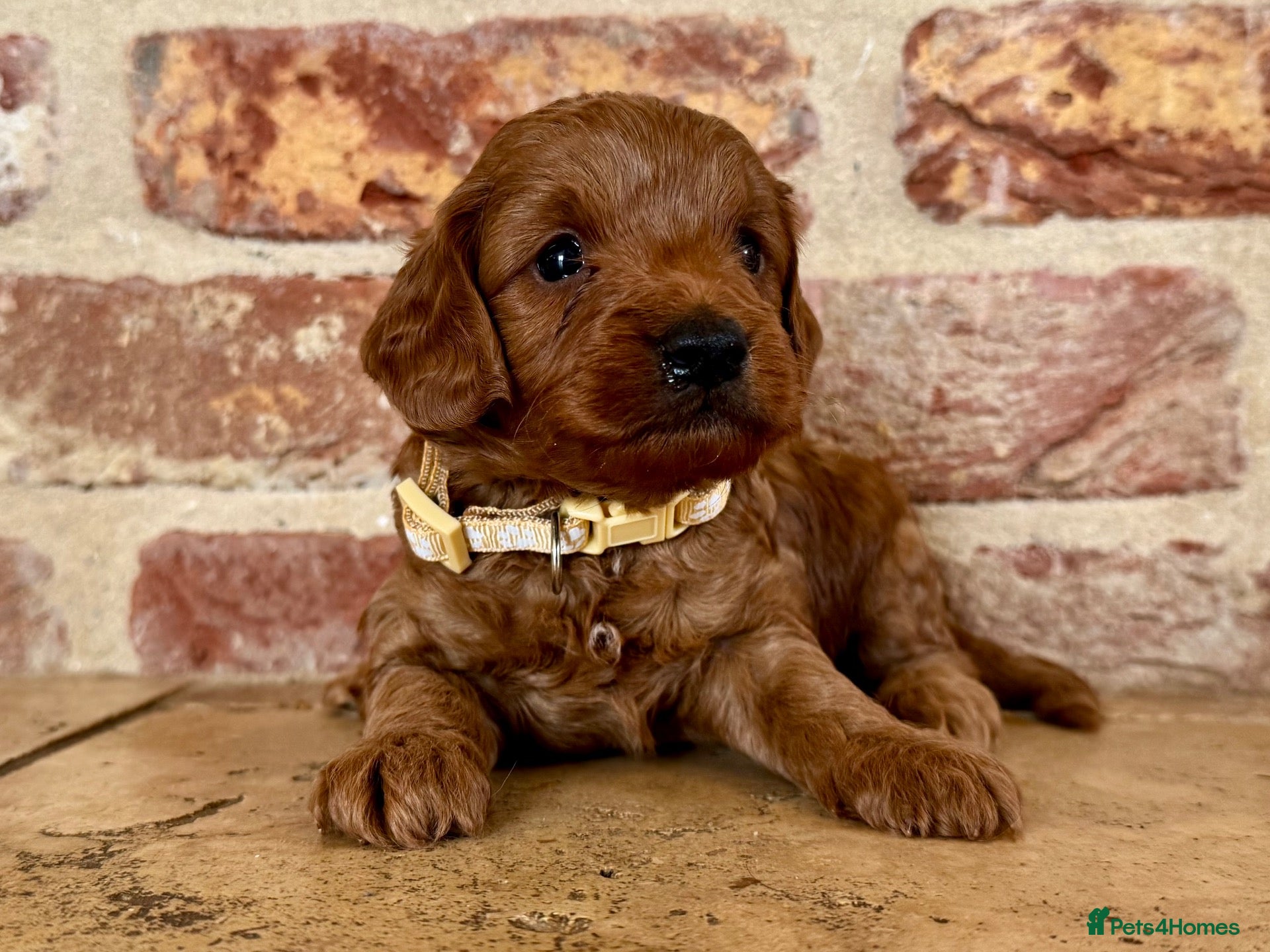 Cockapoo dogs F1b Red cockapoo 🤎 - Advert 2