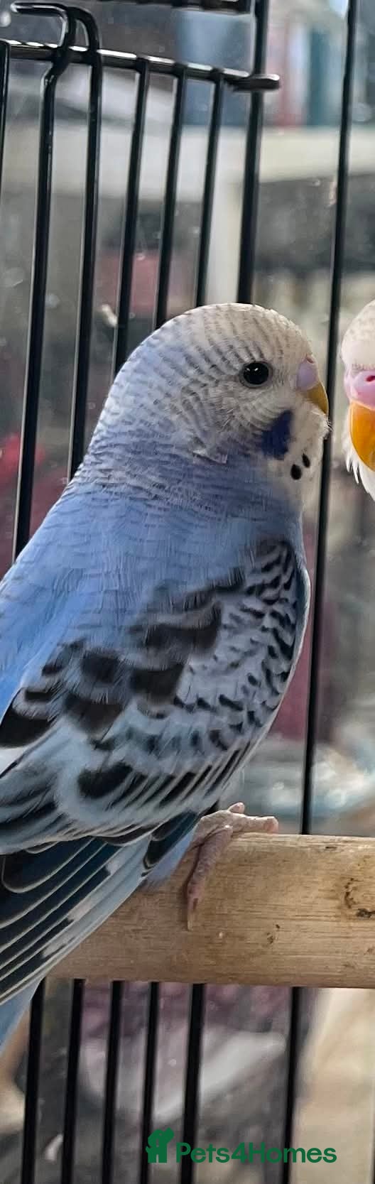 Budgerigars birds Beautiful blue budgie  - Advert 4