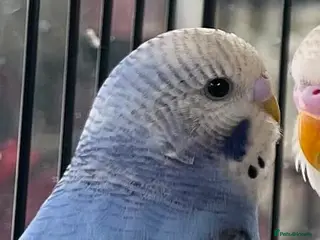 Budgerigars birds Beautiful blue budgie - Advert 4