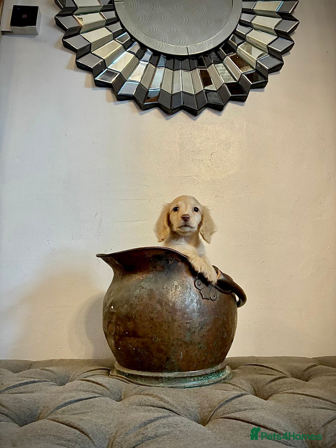 Miniature Dachshund dogs for sale: cream colour's KC miniture dachshund - Image 10